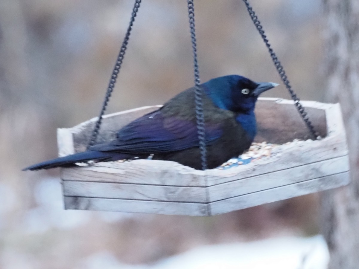 Common Grackle - ML647336203