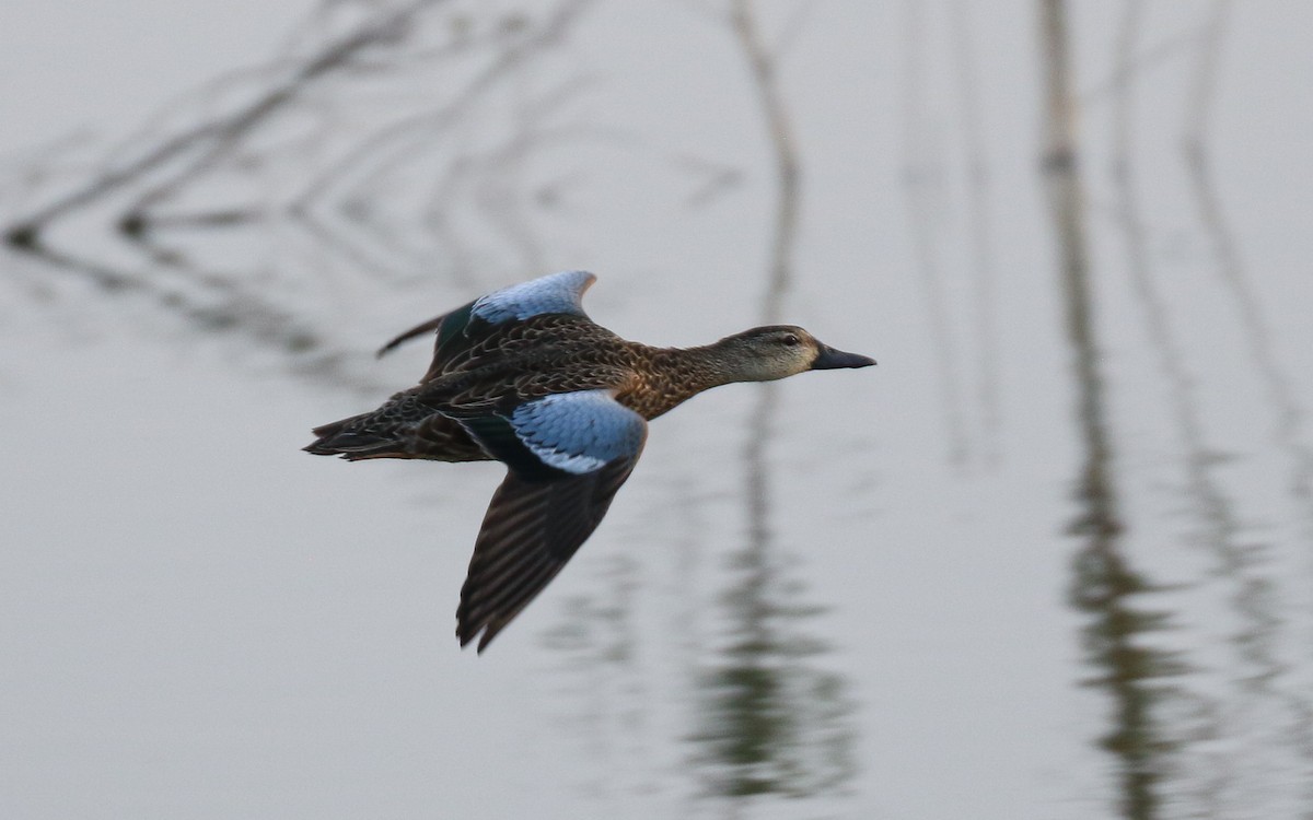 Sarcelle à ailes bleues - ML647336212