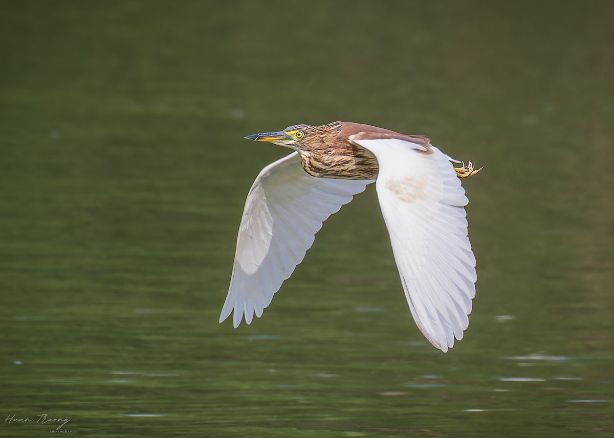 Chinese Pond-Heron - ML647336218