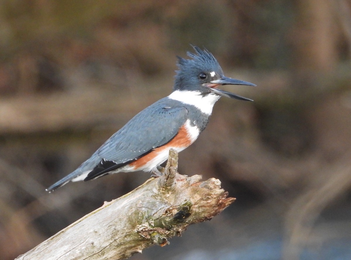 שלדג אמריקני - ML647336219