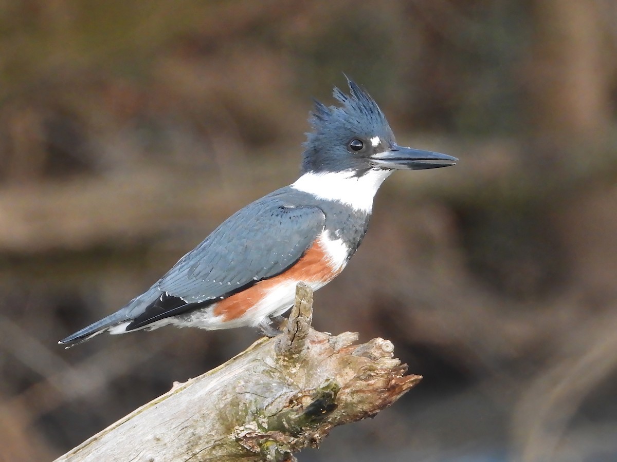 שלדג אמריקני - ML647336220