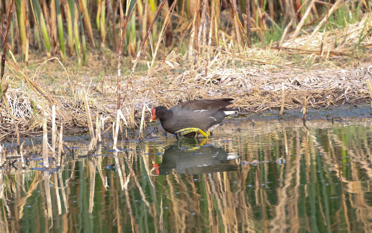 slípka americká [skupina galeata] - ML647336226