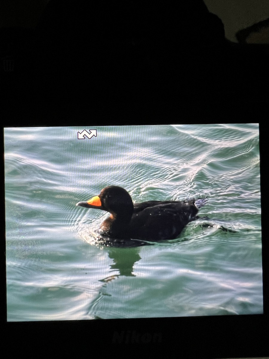 Amerika Kara Ördeği - ML647336236