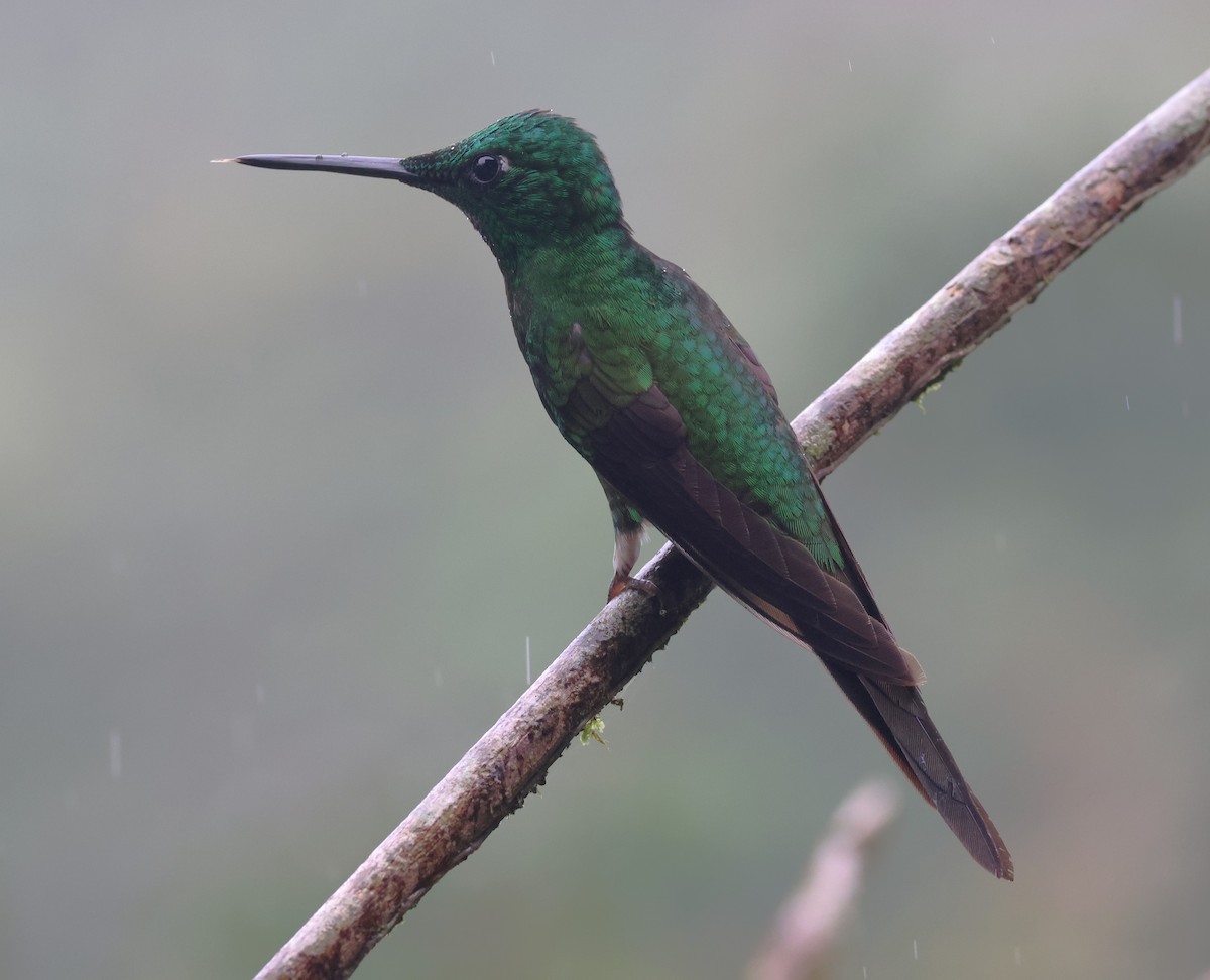 Empress Brilliant - ML647336241