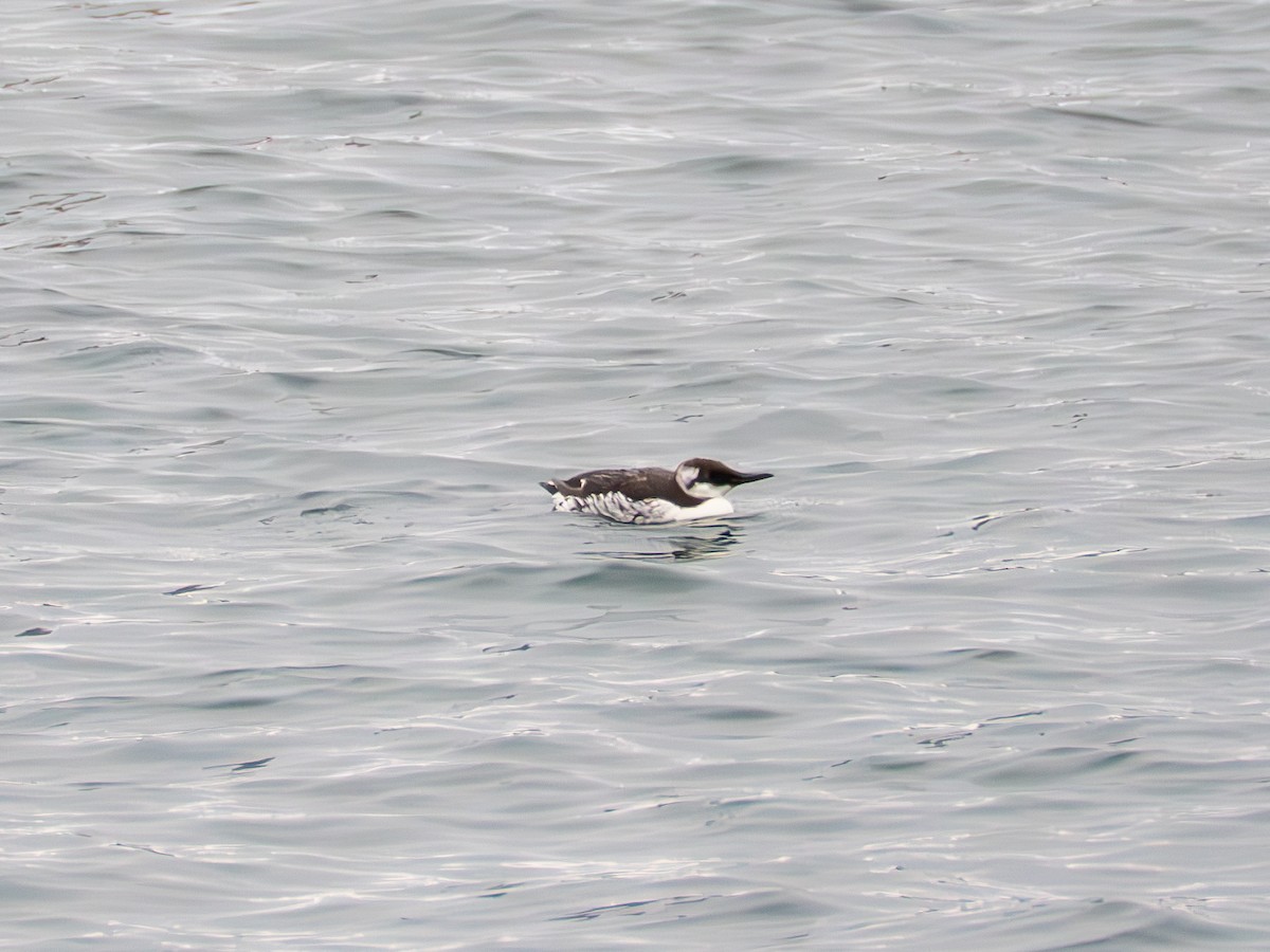 Trottellumme - ML647336254