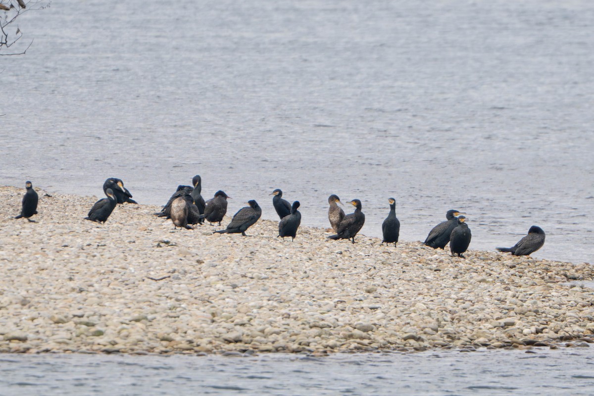 kormorán velký - ML647336264