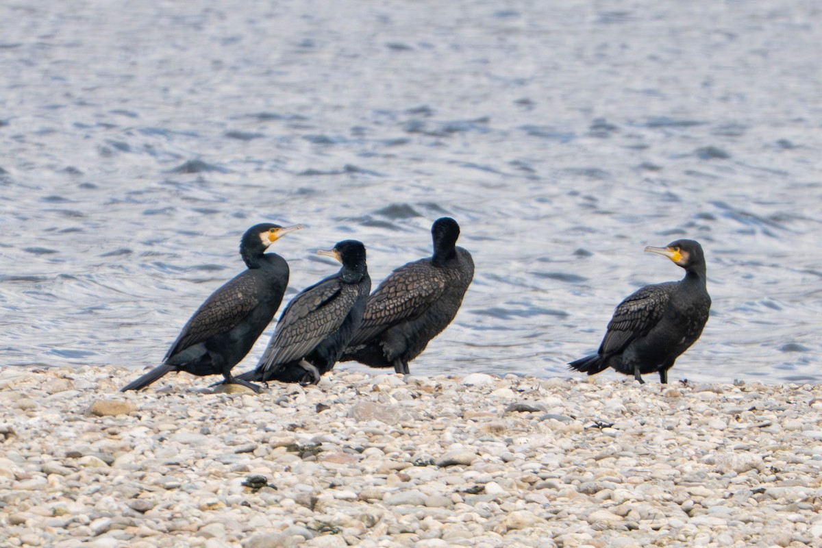 kormorán velký - ML647336265