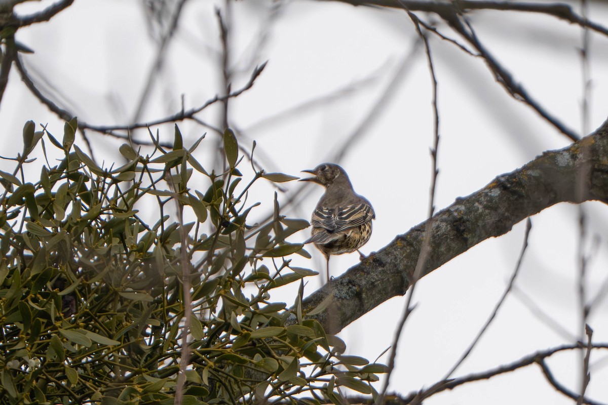 槲鶇 - ML647336292