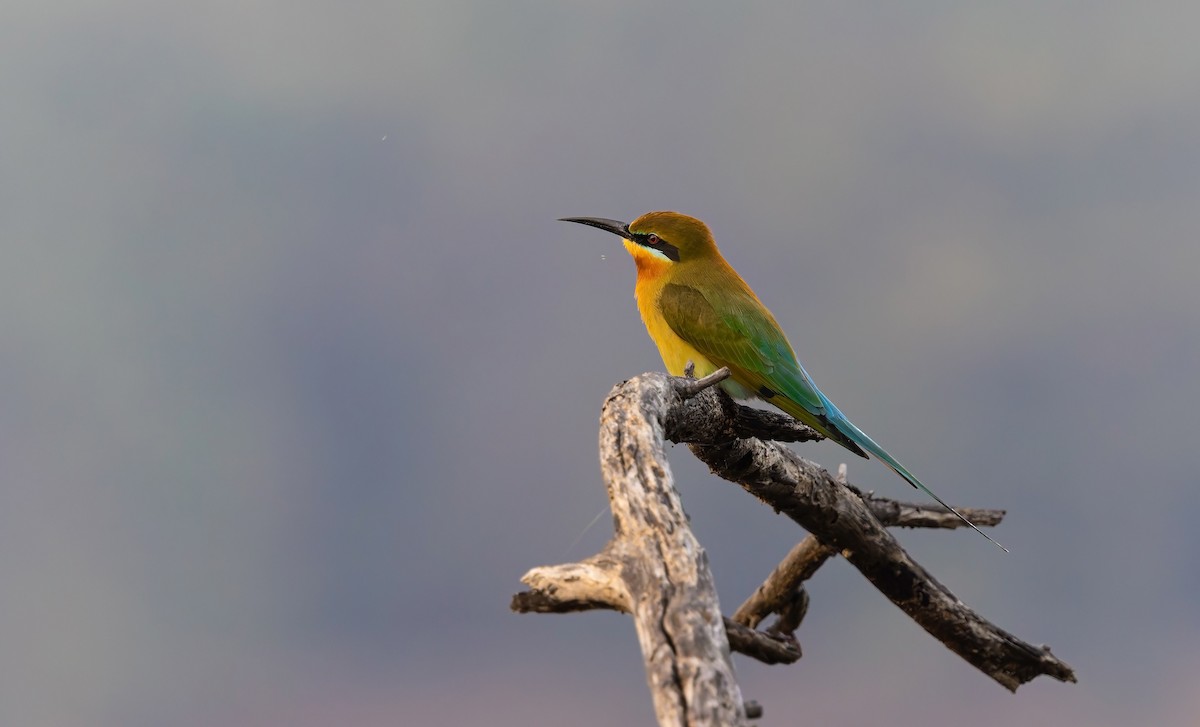 Blue-tailed Bee-eater - ML647336300
