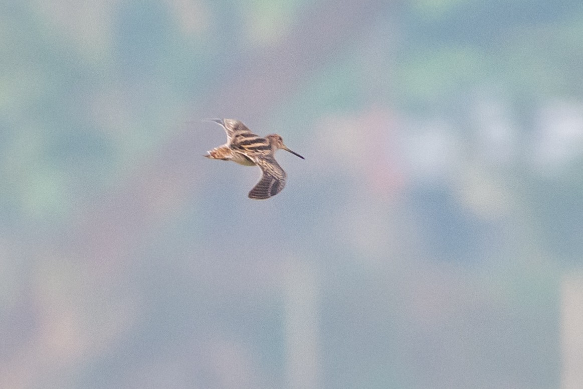 ハリオシギ - ML647336302