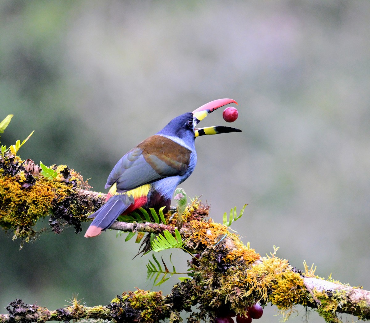 Tucán Pechigrís - ML647336304