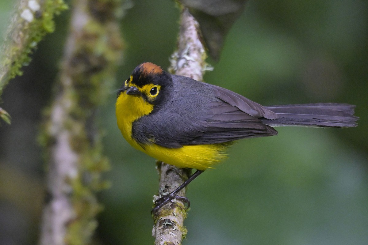 Spectacled Redstart - ML647336317