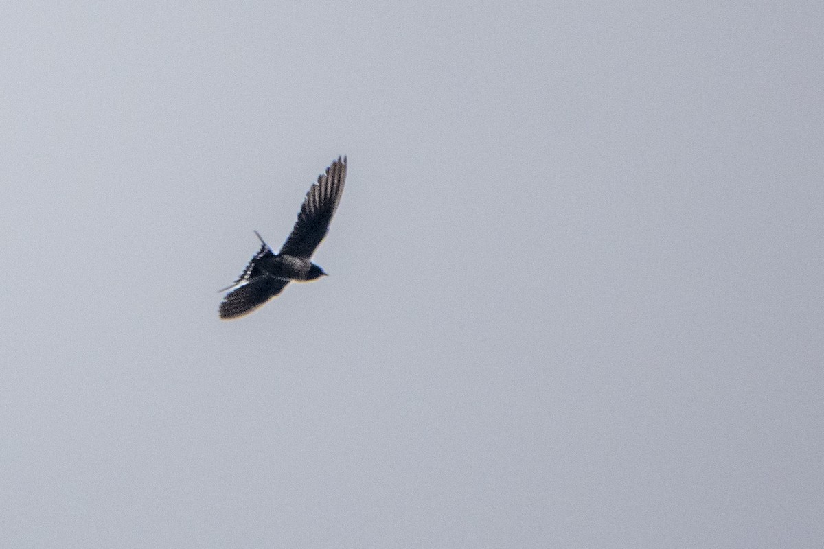 סנונית רפתות - ML647336335