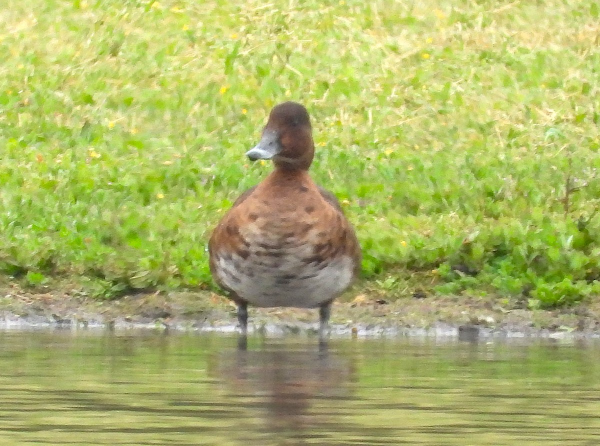 Hardhead - ML647336353