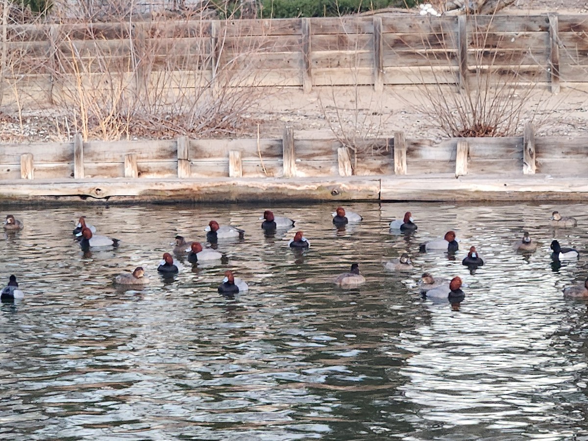 Redhead - ML647336358