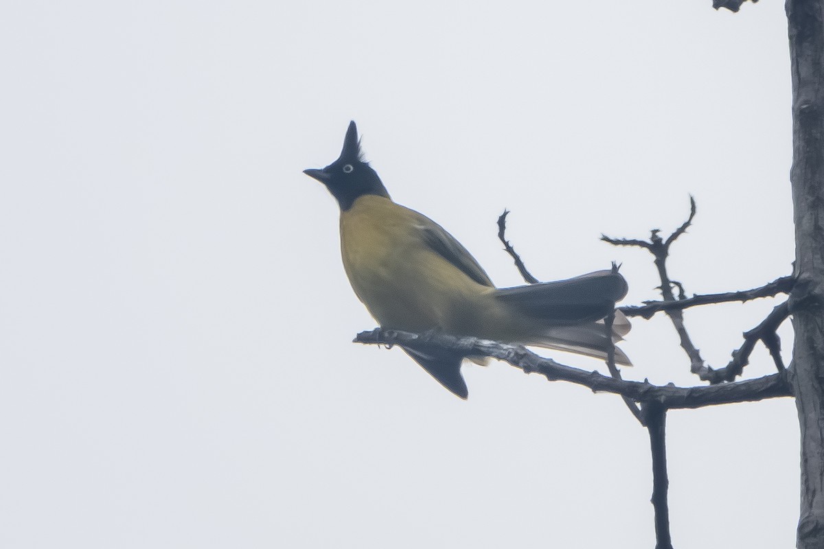 Black-crested Bulbul - ML647336361