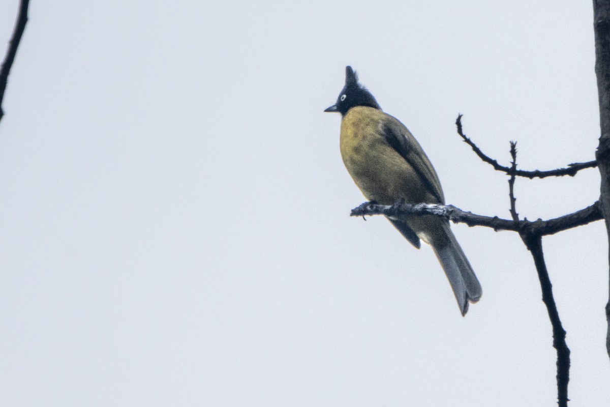Black-crested Bulbul - ML647336362