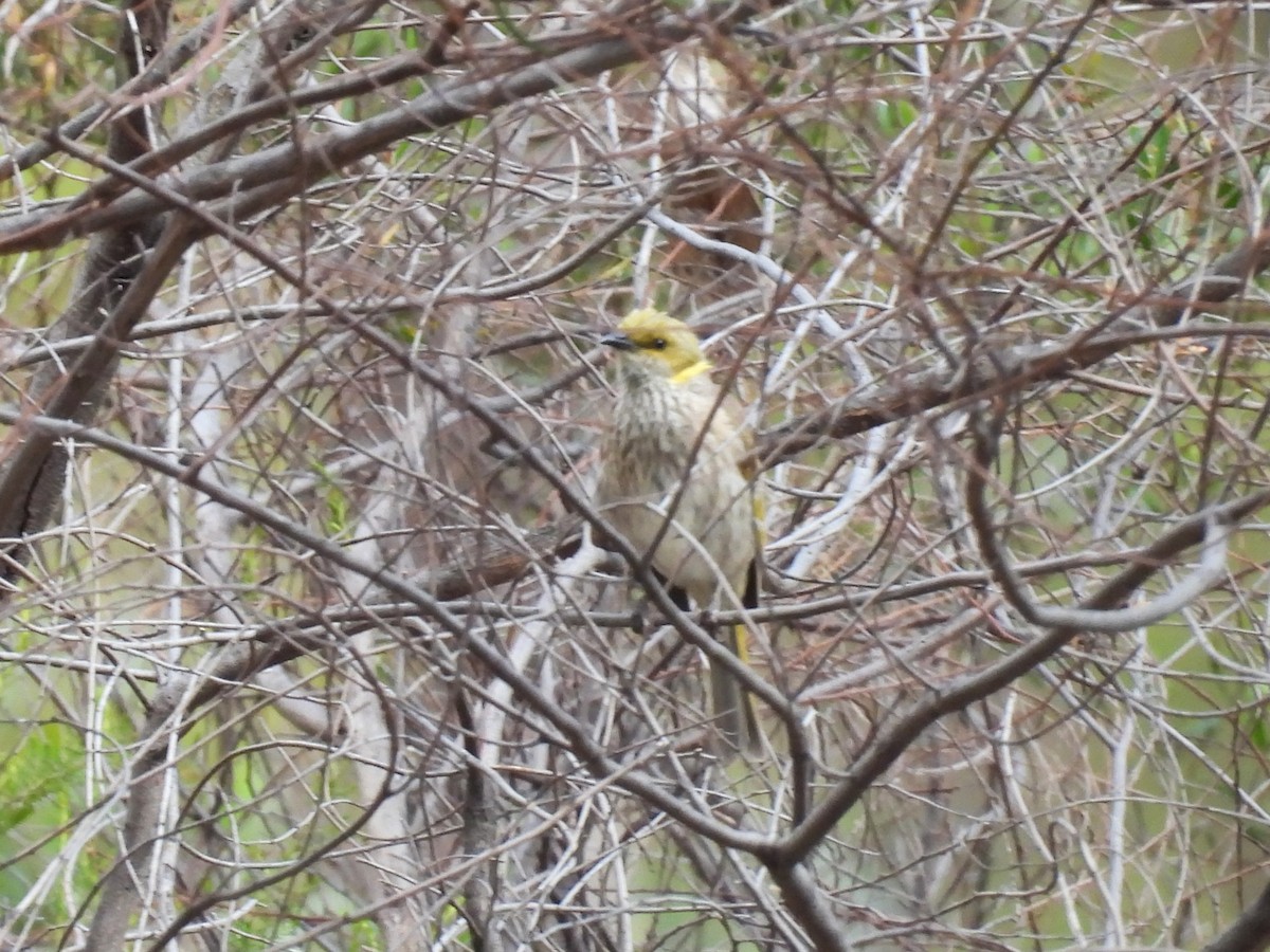 Yellow-plumed Honeyeater - ML647336383