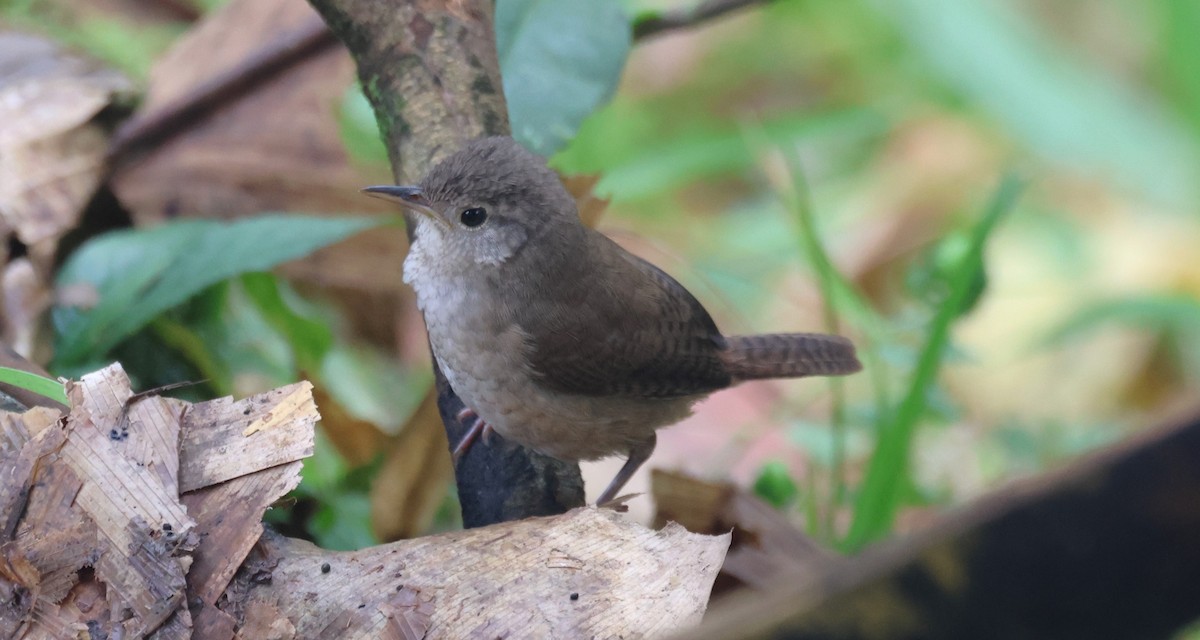 Southern House Wren - ML647336420