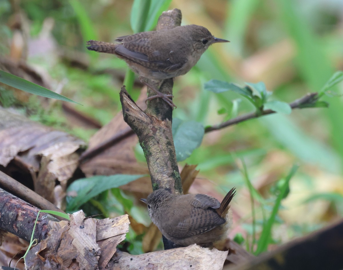 Southern House Wren - ML647336421