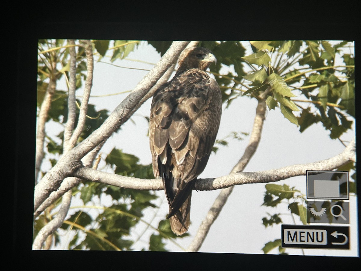 Bonelli's Eagle - ML647336446