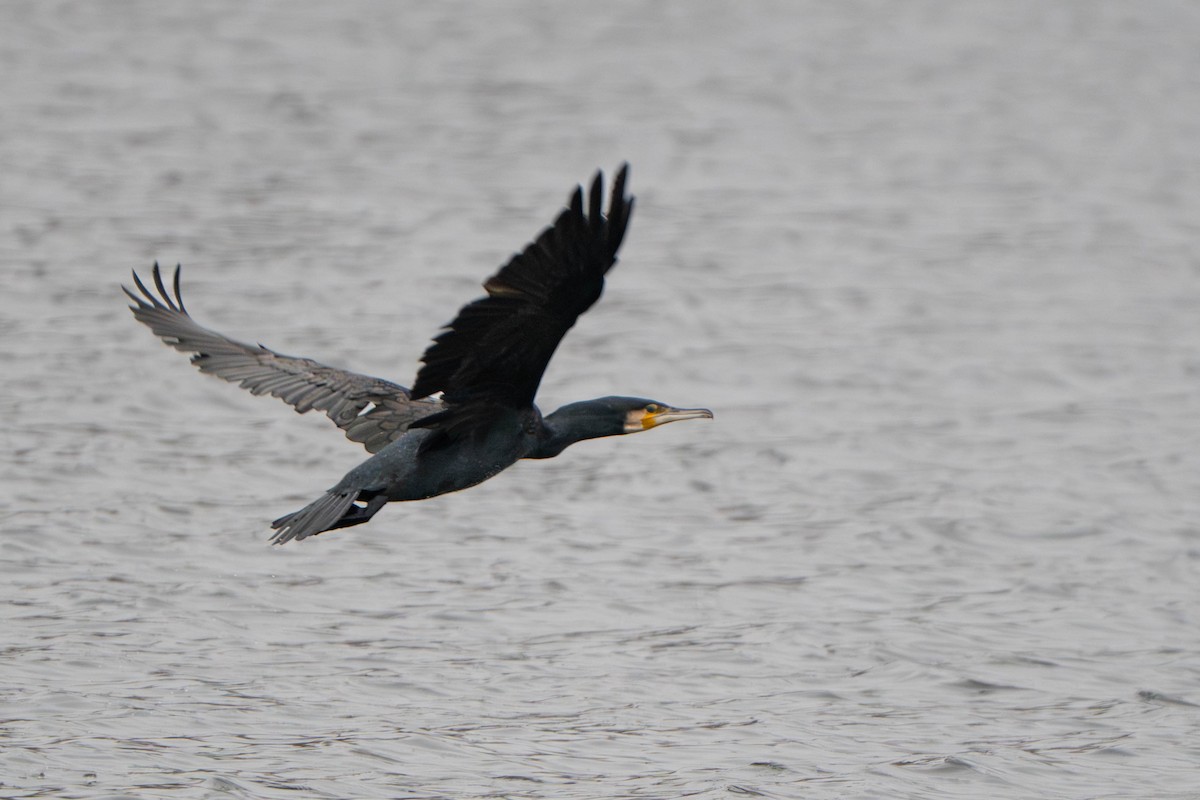 kormorán velký - ML647336447