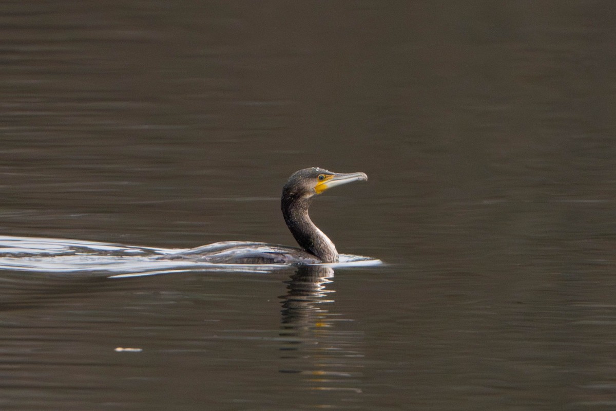 kormorán velký - ML647336448