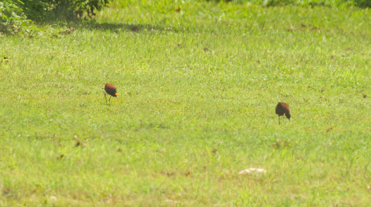 Northern Jacana - ML647336450