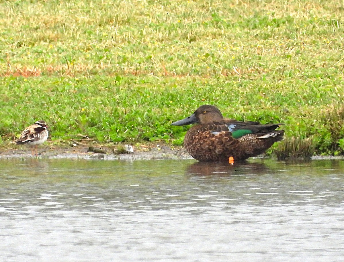 Australasian Shoveler - ML647336459