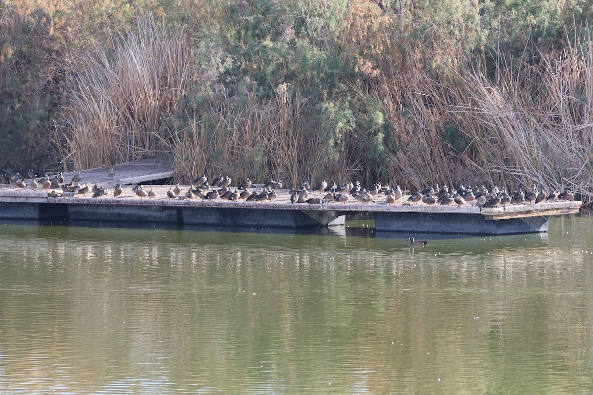 Sarcelle à ailes bleues - ML647336462