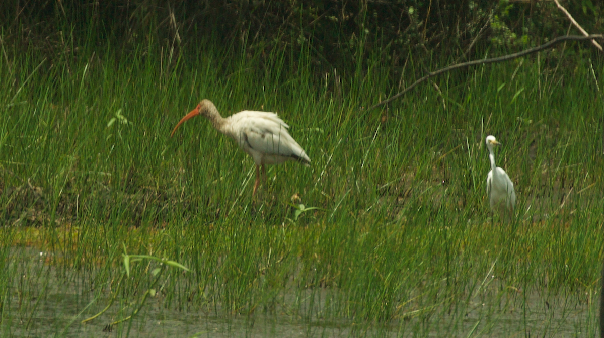 White Ibis - ML647336482