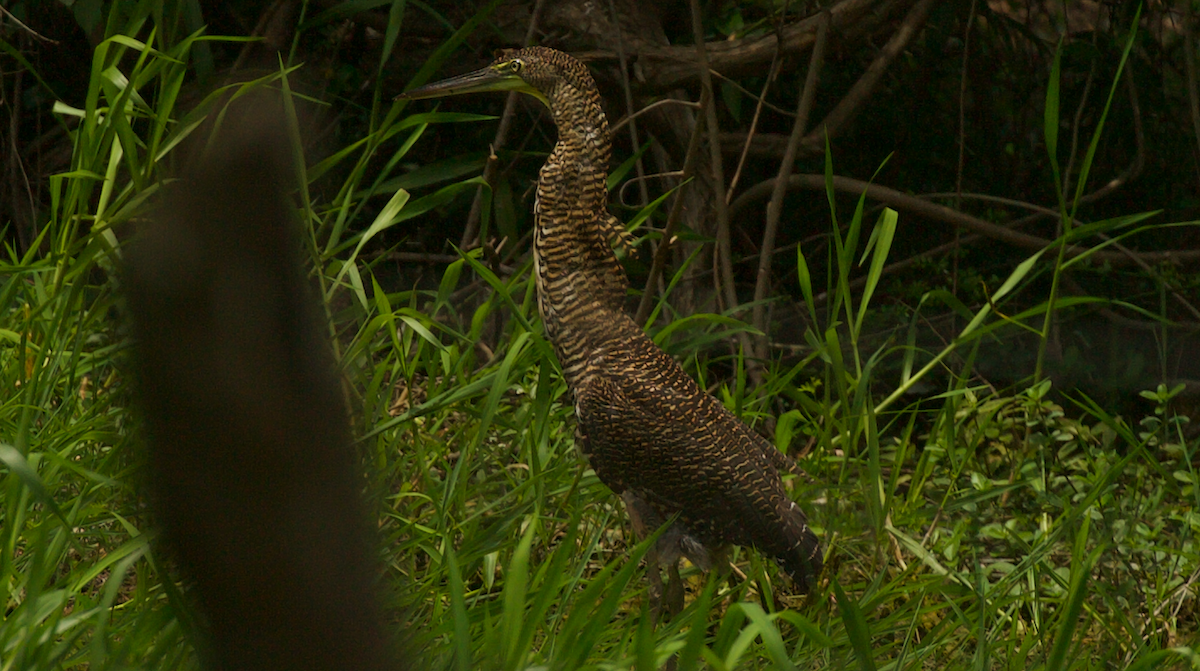 Bare-throated Tiger-Heron - ML647336485