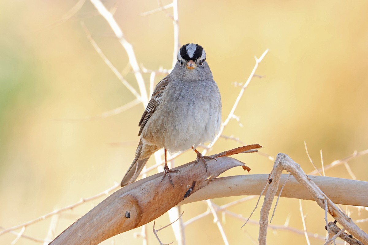 Porsuk Serçesi - ML647336486