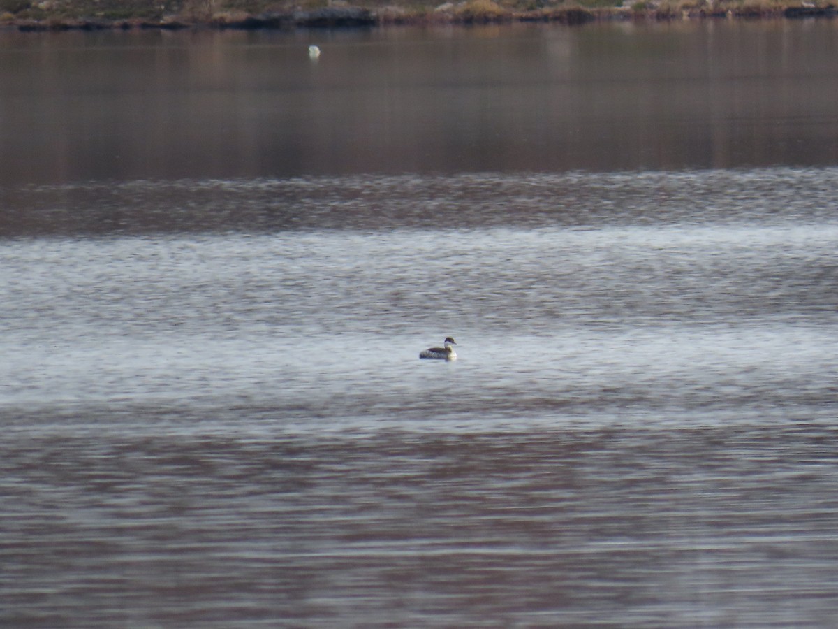 Красношейная поганка - ML647336498