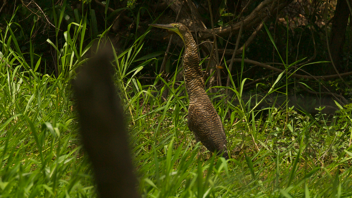 Bare-throated Tiger-Heron - ML647336499
