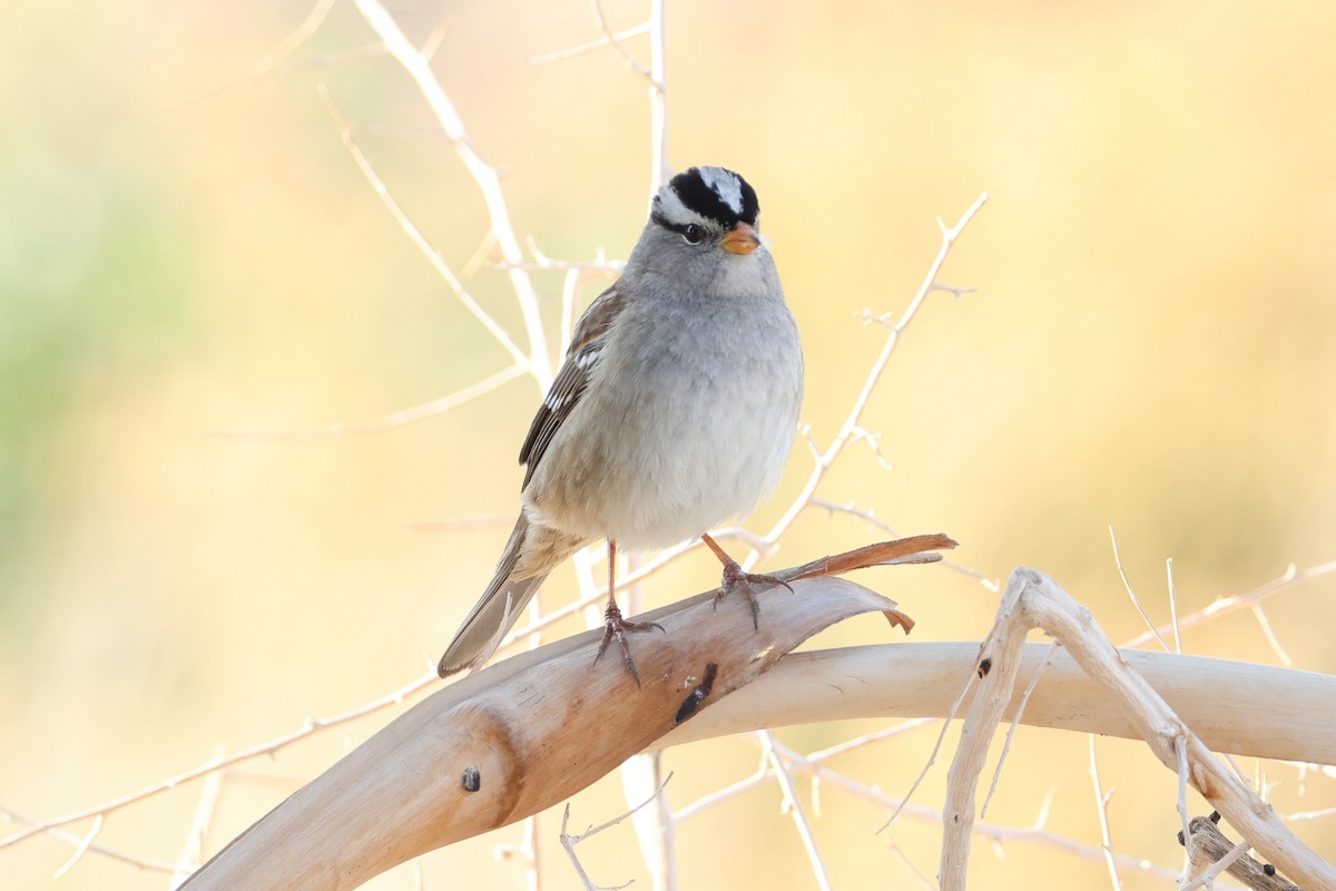 Porsuk Serçesi - ML647336505