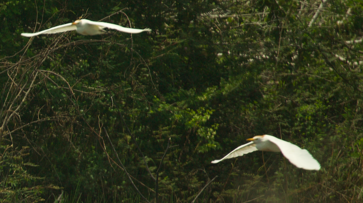 Western Cattle-Egret - ML647336509