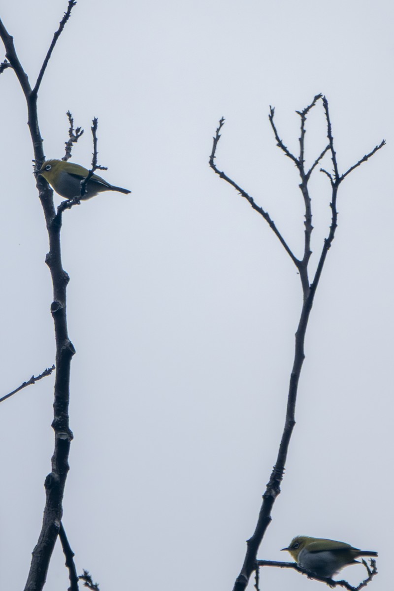 Indian White-eye - ML647336518