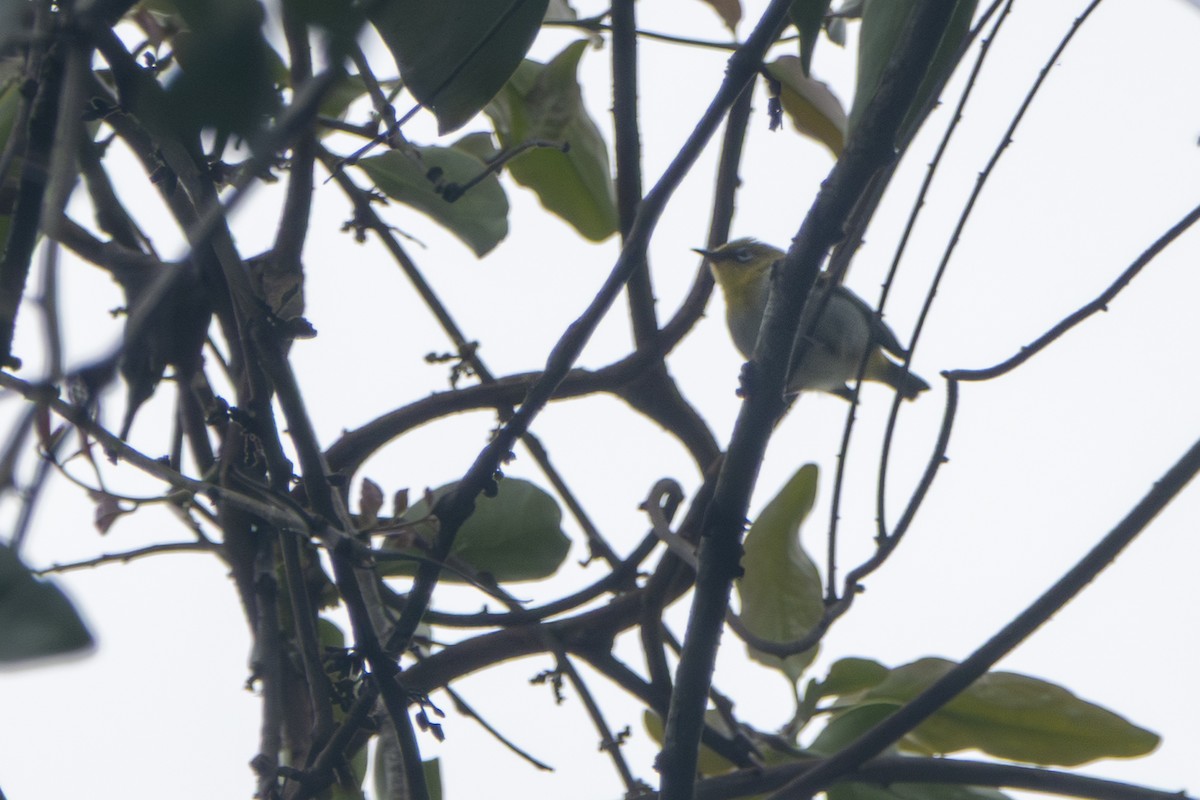 Indian White-eye - ML647336519