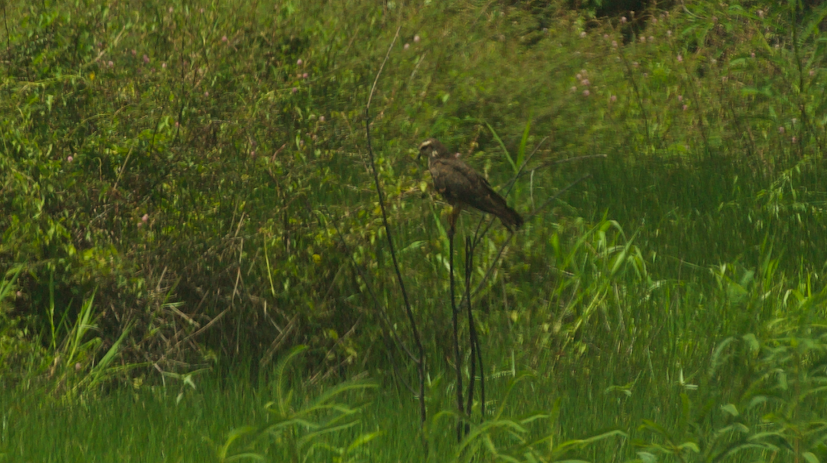 Snail Kite - ML647336521