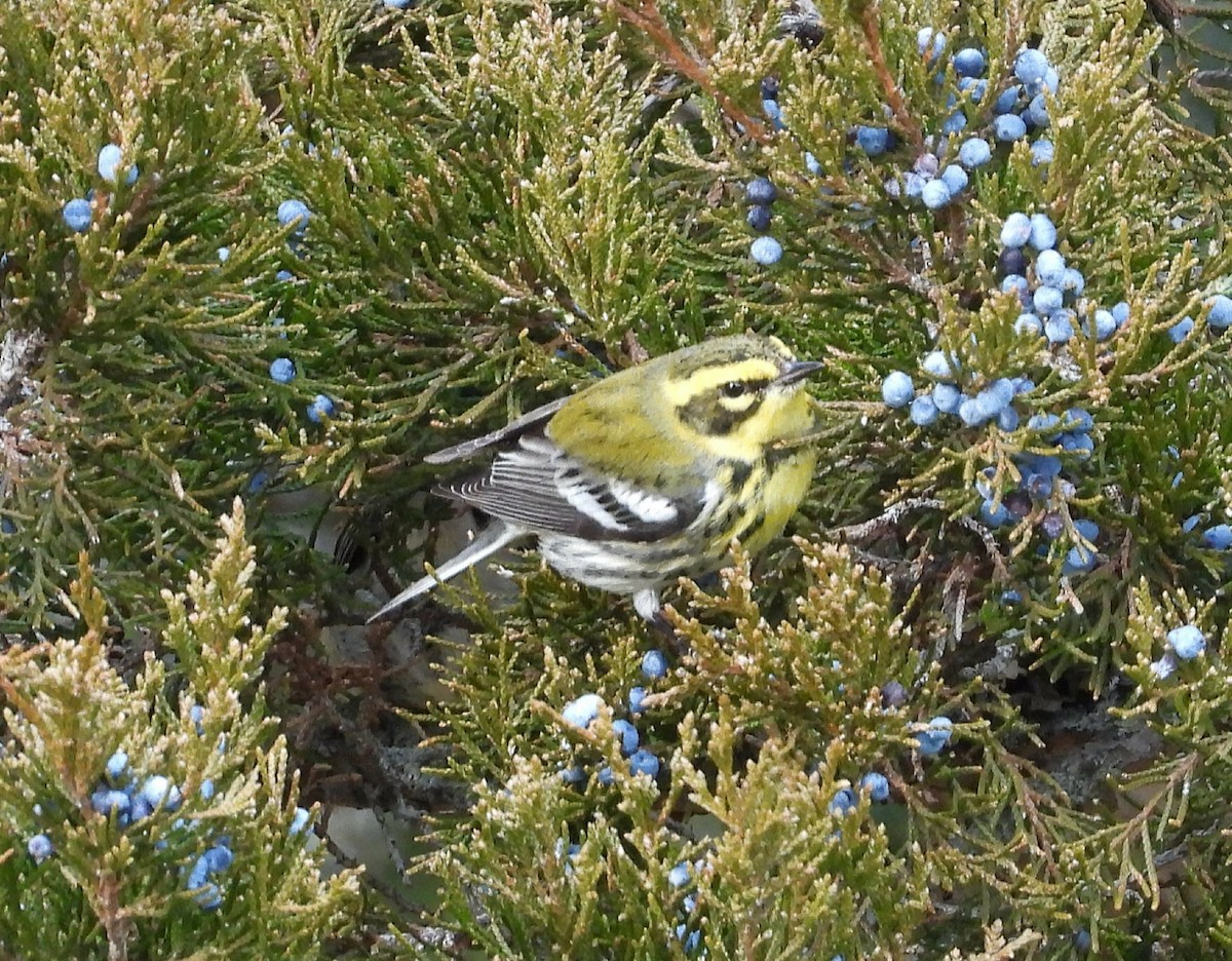 Townsend's Warbler - ML647336524