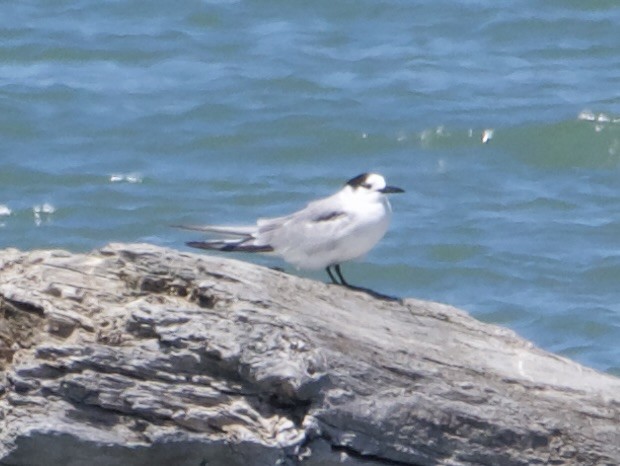 Common Tern - ML647336536