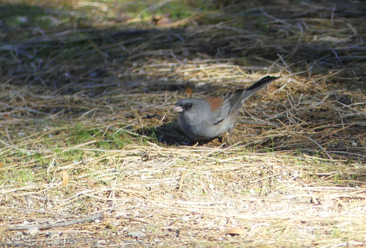 ユキヒメドリ（caniceps） - ML647336539