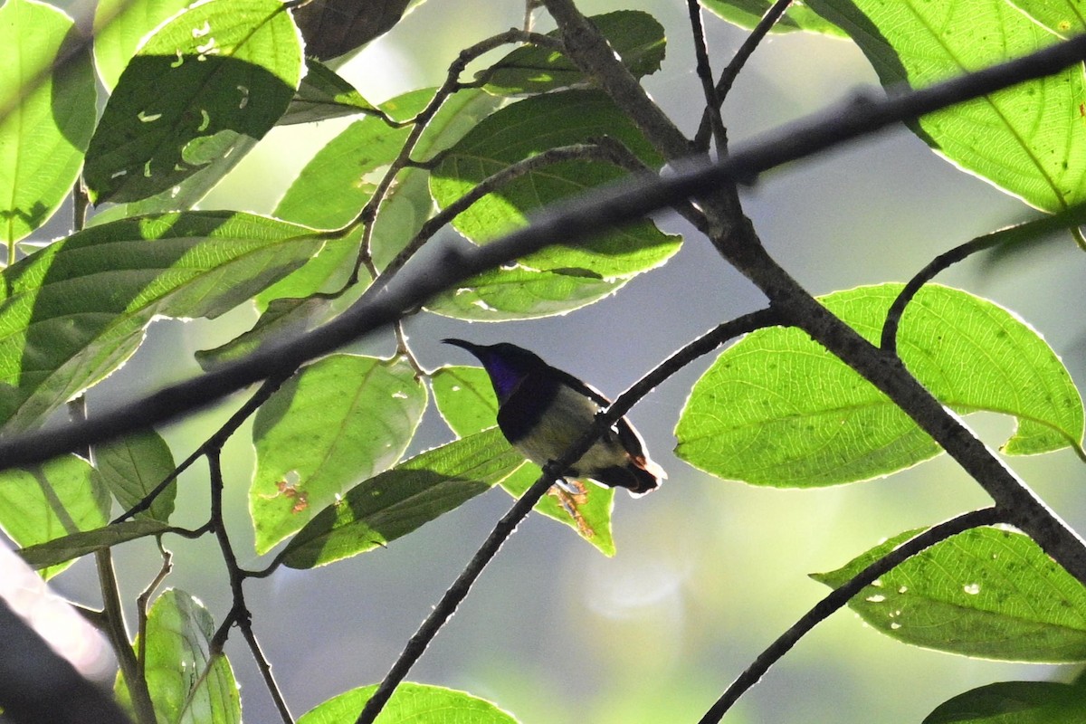 Crimson-backed Sunbird - ML647336542