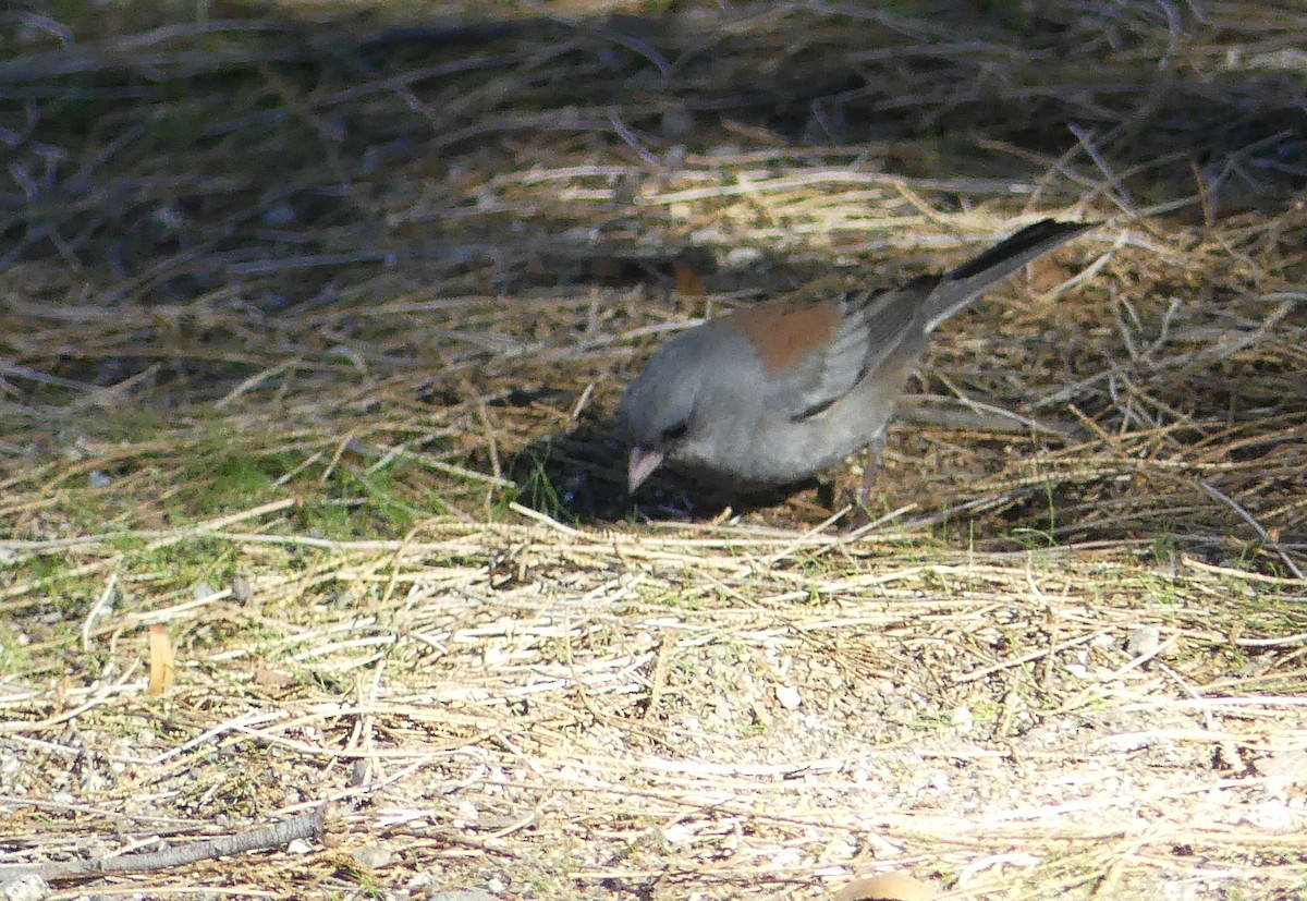 ユキヒメドリ（caniceps） - ML647336543