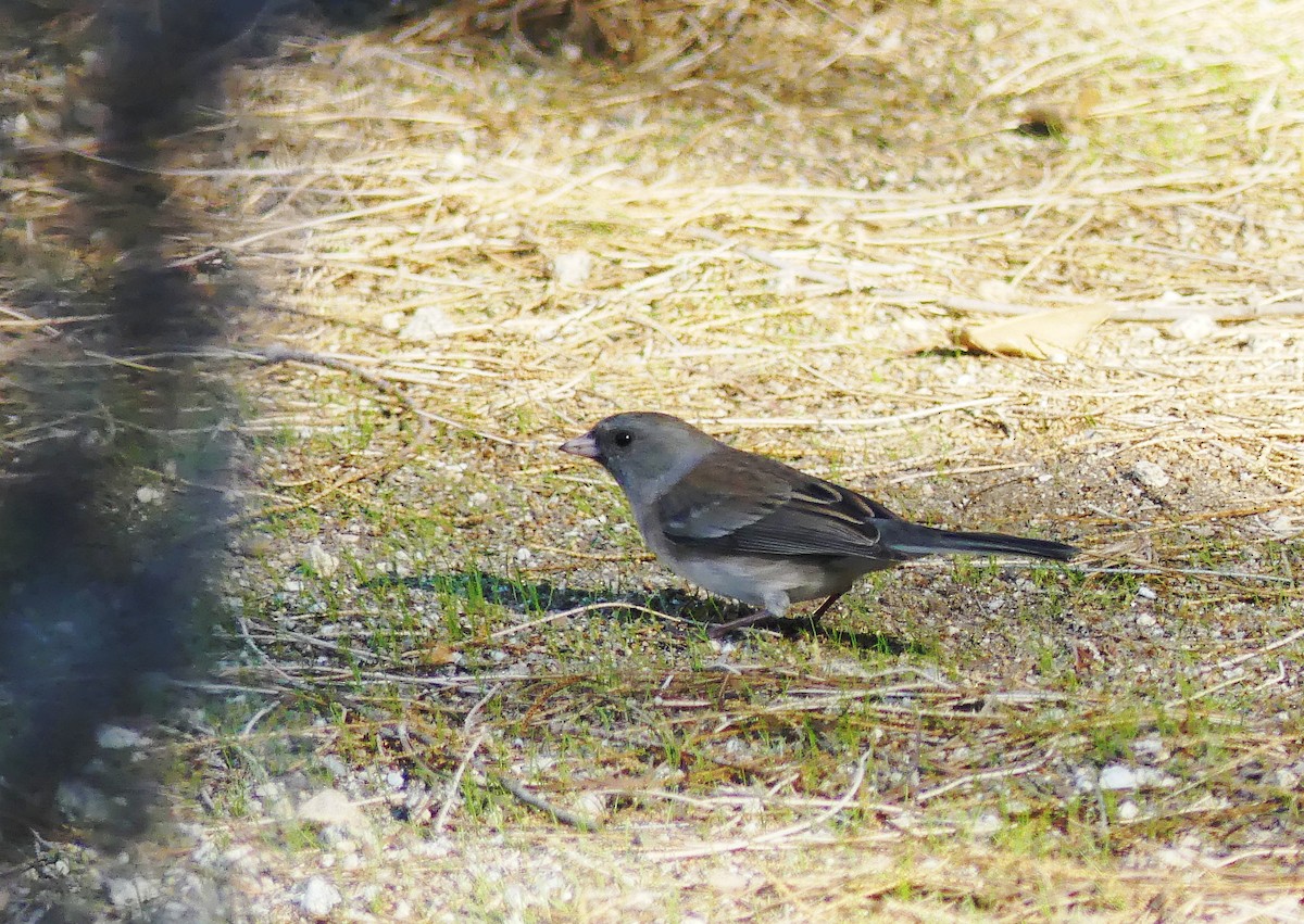 ユキヒメドリ（caniceps） - ML647336545