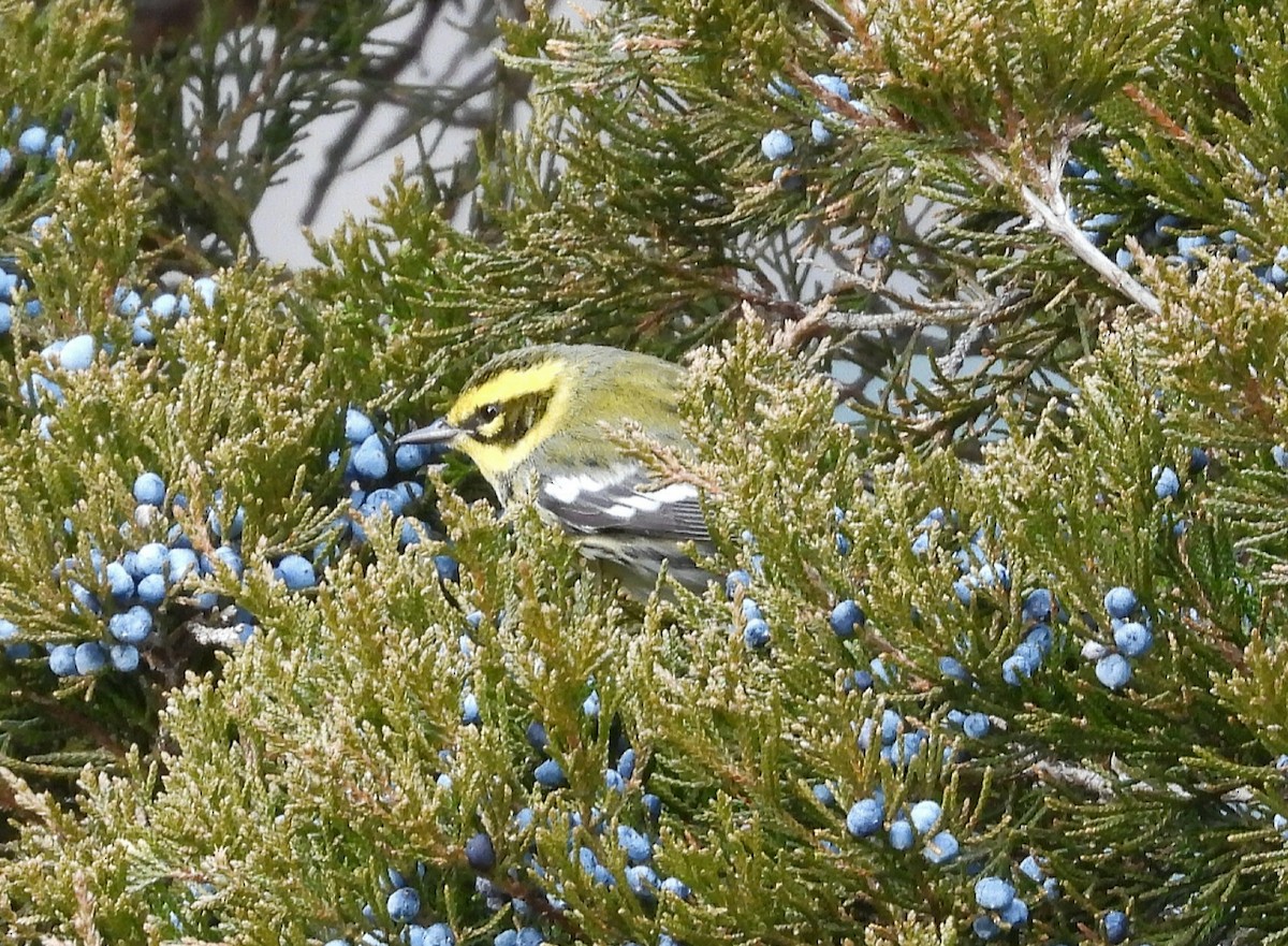 Townsend's Warbler - ML647336550