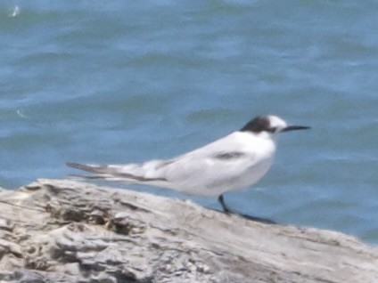 Common Tern - ML647336551