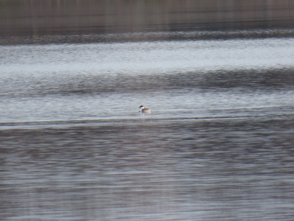 Красношейная поганка - ML647336559