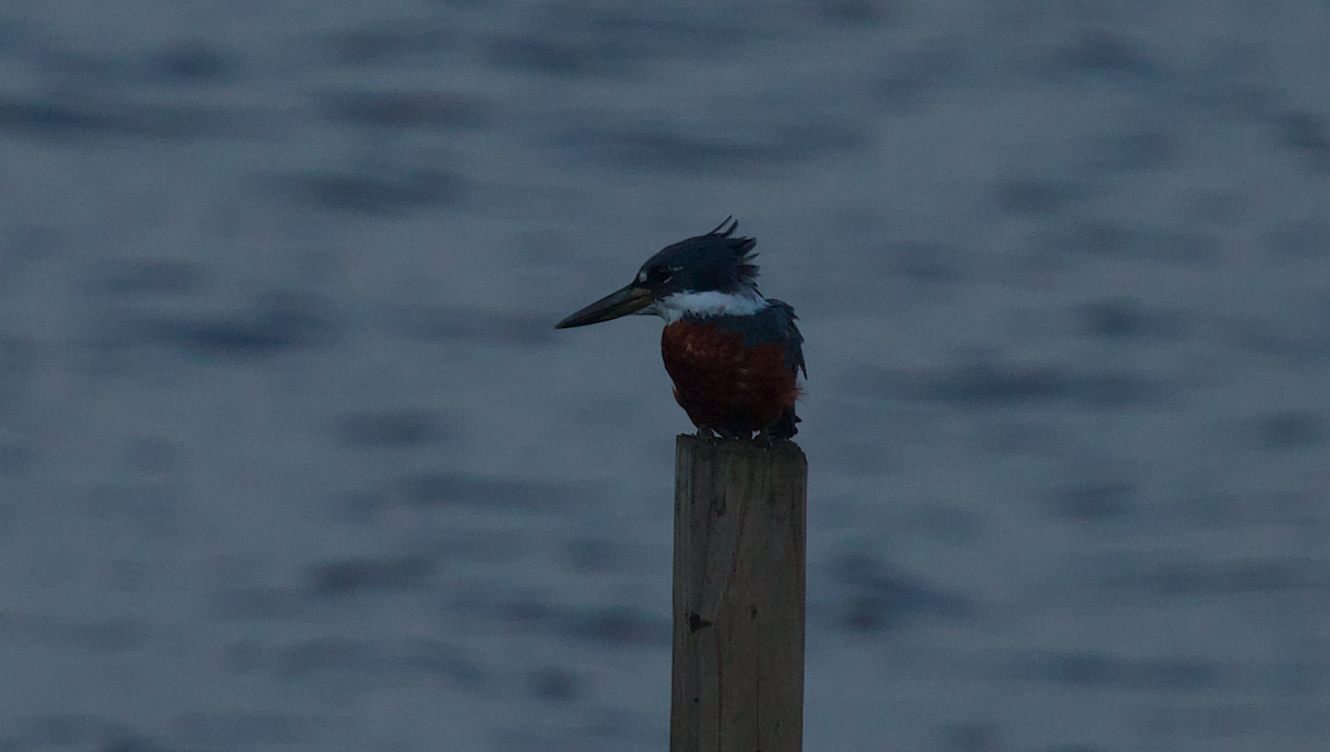 Ringed Kingfisher - ML647336561